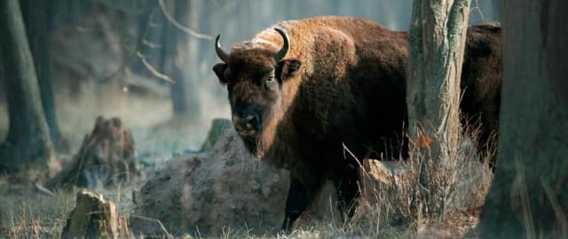 Zagrożone gatunki zwierząt w Polsce – które mogą zniknąć na zawsze?