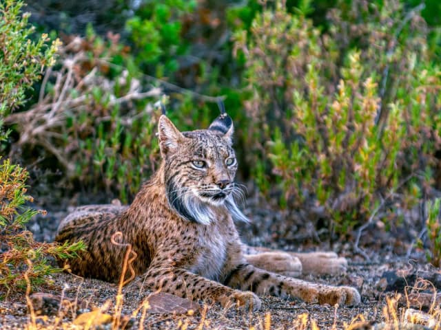 Dlaczego ryś jest zagrożony wyginięciem? Główne przyczyny i jak go chronić Dlaczego ryś jest zagrożony wyginięciem? Główne przyczyny i jak go chronić