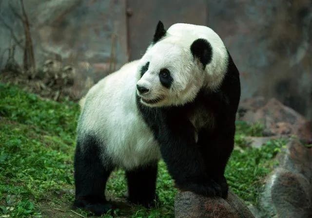Czy panda jest zagrożona wyginięciem? Aktualny status i ochrona pandy wielkiej
